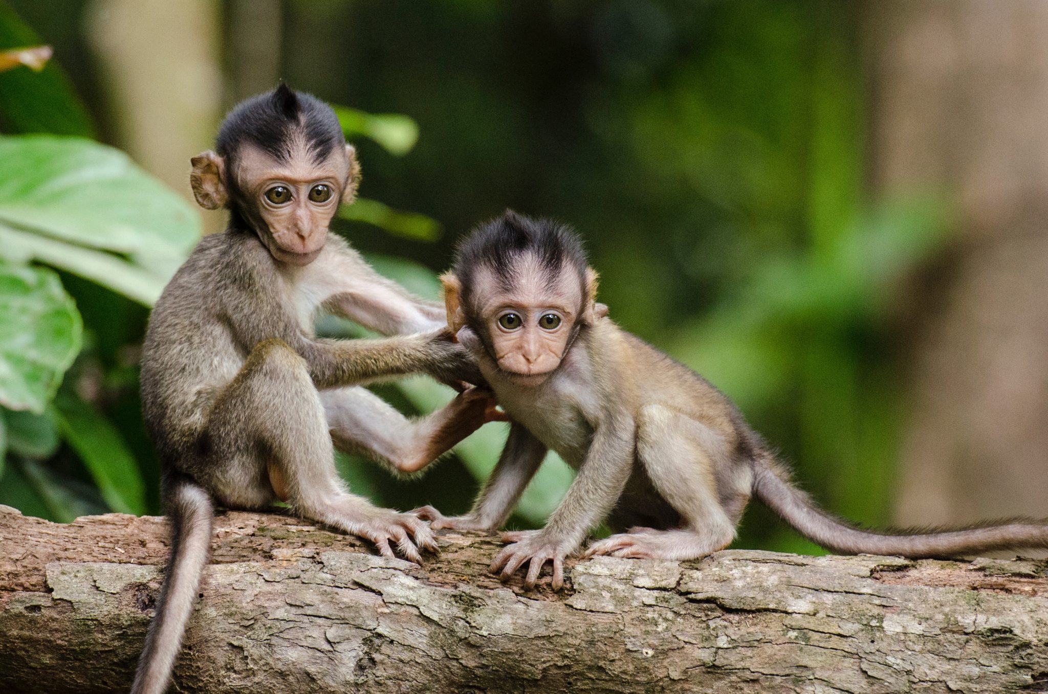 Teaching Sharing: 1 Tip You Should Know! 2 monkeys on a log